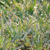 Ranná vlaha - Perličky....