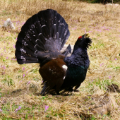 Medzi safranmi II.