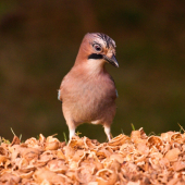 Čo su to tu za dobroty?