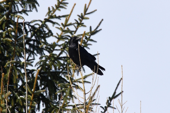 Corvus