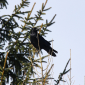 Corvus