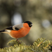 Hýľ lesný - samček