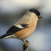 Hýľ lesný - samička