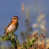 Pŕhľaviar červenkastý