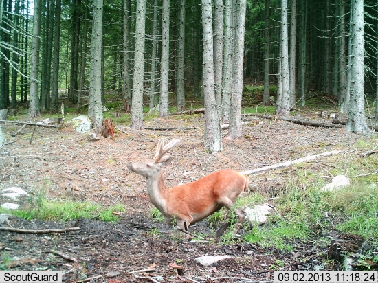 Ročný jeleň s operákmi