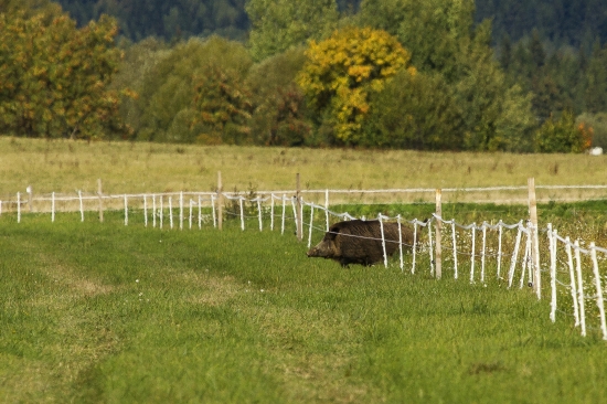 Cez elektrický oplôtok...