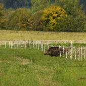 Cez elektrický oplôtok...