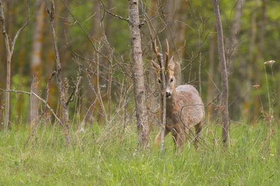Značkovanie teritória