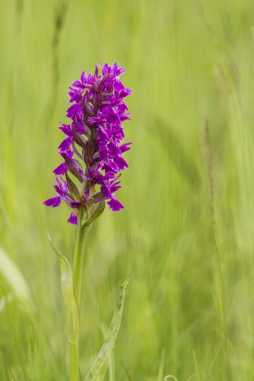 Vstavačovec májový