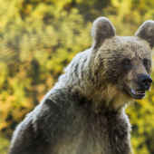 Nepríjemné stretnutie