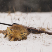 Prekabátený lišiačik