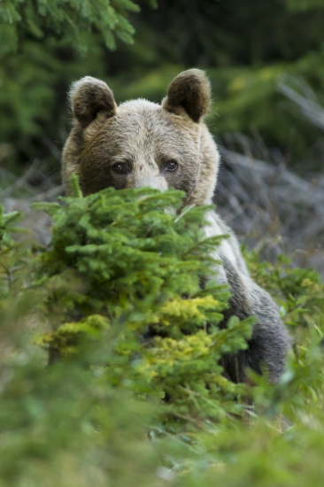 Skrytý pozorovateľ