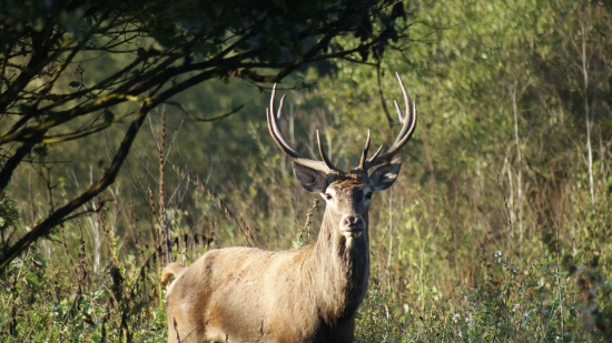 Jelenia ruja