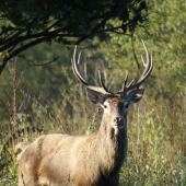 Jelenia ruja