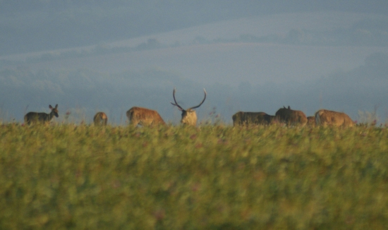 Jelenia ruja