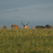 Jelenia ruja