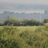 Jelenia ruja