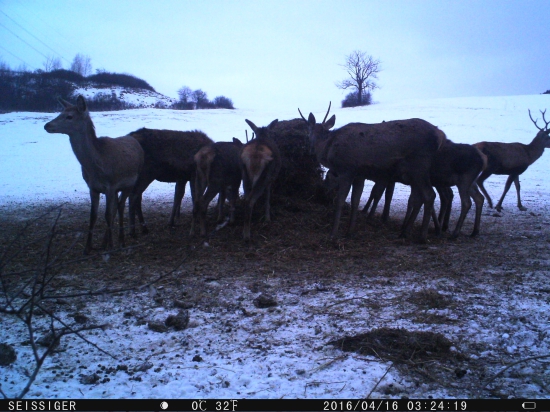 jelenia zver...