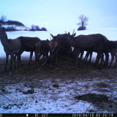 jelenia zver...