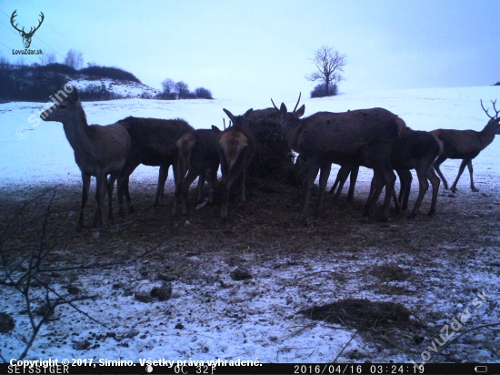 jelenia zver...