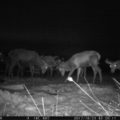 zvada pri senaži...