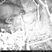 pod dozorom matky...