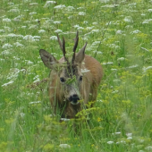 srnček na pár metrov...