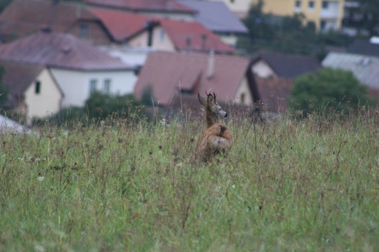 čo to mal na chrbte?