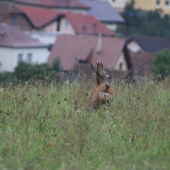 čo to mal na chrbte?
