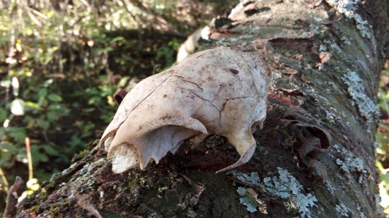 Z čoho môže byť?