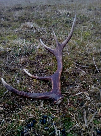 Hned mi srdce poskodčilo keď som ho zbadal