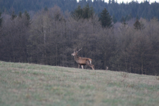šestak