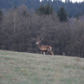 šestak
