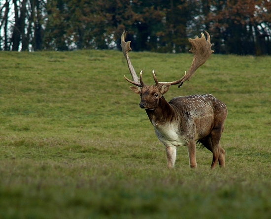 spomienka na ruju