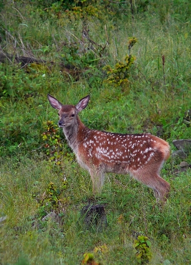 Jelenča