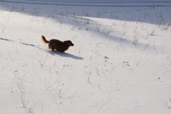 Môj parťák Jessino.