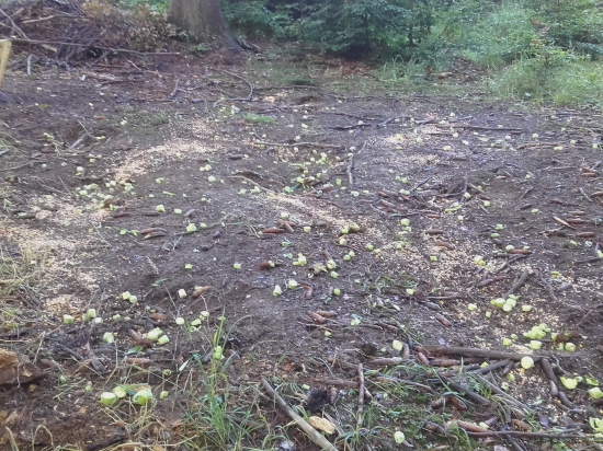 Diviači švédsky stôl.