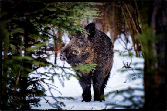 esteze mam kozuch