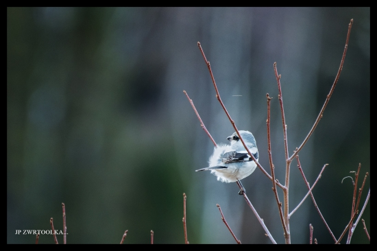 Strakoš veľký Lanius excubitor  Northern Shrike