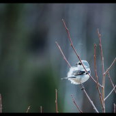 Strakoš veľký Lanius excubitor  Northern Shrike