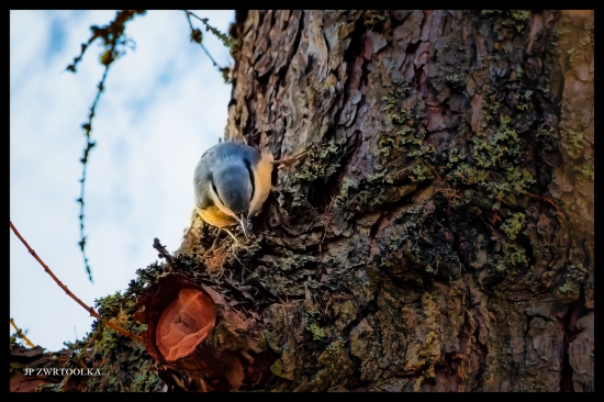 Sitta europaea