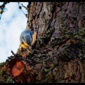 Sitta europaea