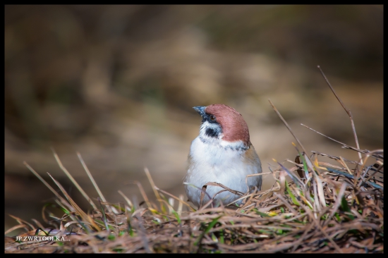 hooligan Passer montanus