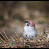 hooligan Passer montanus