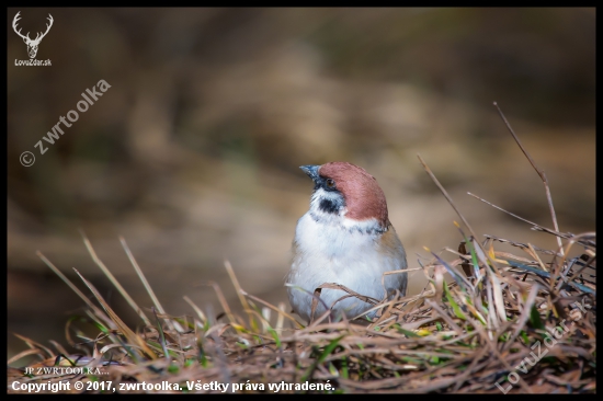 hooligan Passer montanus
