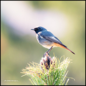 Phoenicurus ochruros Black Redstart