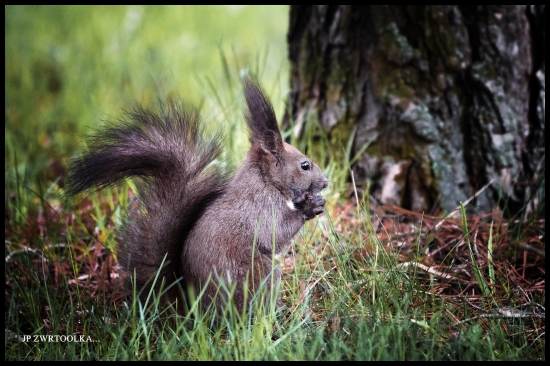 veverica Liptovska ;--))