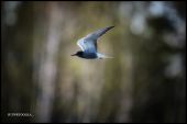 čorík čierny Chlidonias niger  Black Tern