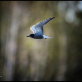 čorík čierny Chlidonias niger  Black Tern