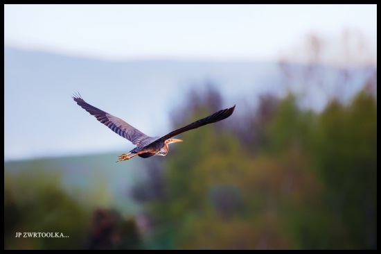 volavka purpurová Ardea purpurea  Purple Heron